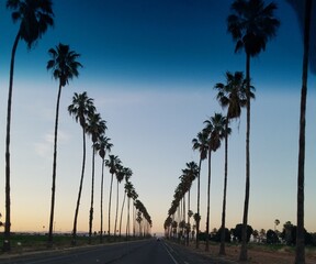 Palm tree landscape of sunset on the beach