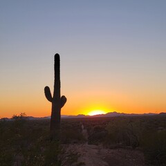 Desert landscape with cactus at sunset