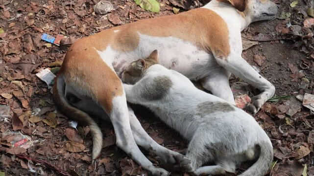 A male cat is stealing milk from a poor stray dog