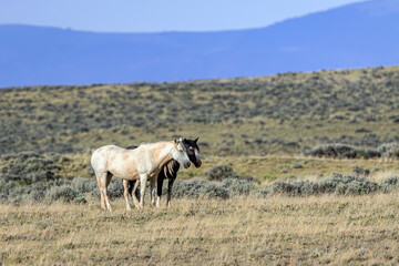 Black and white wild mustang horses in the high plains desert landscape of the Bighorn Basin McCullough Peaks Mustang Management Area Wyoming, USA 