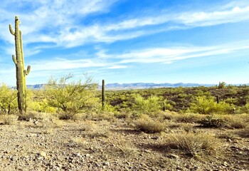 Arizona desert landscape with mountain background