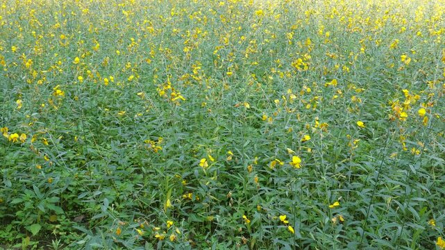 Crotalaria juncea, known as brown hemp, Indian hemp, Madras hemp, or sunn hemp