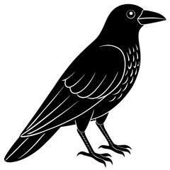 crow bird black silhouette vector with white background. Wild animal vector