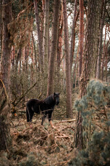 icelandic horse in nature area forest 