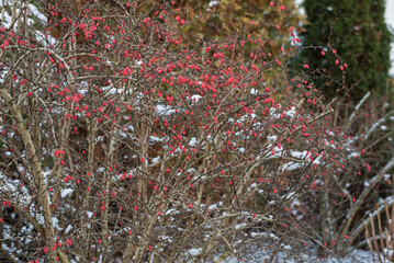 Plants in Snow with a Beautiful Natural Background