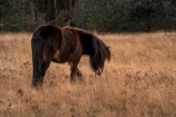 Fototapeta premium icelandic horse in nature area forest 