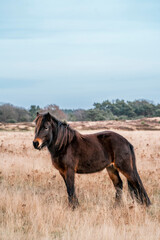 icelandic horse in nature area forest 