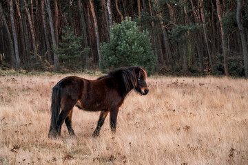 icelandic horse in nature area forest 