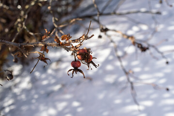 Small Rose Hips Covered in Snow