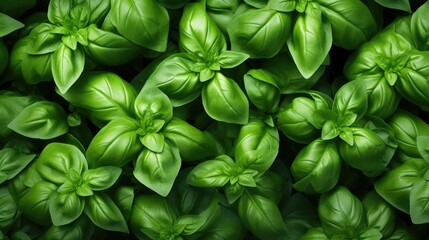 Green basil herb background, top view, green basil leaf texture, basil leaves closeup