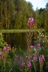 Obraz premium Fireweed in evening light on the riverbank