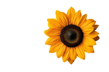 Fototapeta premium Sunflower petals isolated on white background