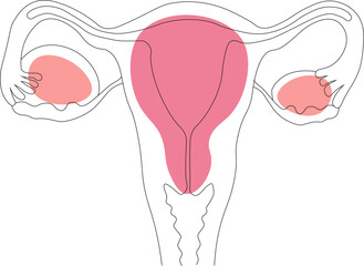 Human anatomy. Female reproductive system, female reproductive organs. Scheme of the location of the organs of the uterus, cervix, ovary, fallopian tube icon. Vector illustration.