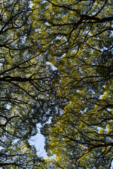 Green japanese trees creating pattern, view from the bottom
