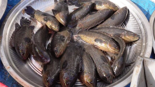 The climbing perch (Anabas testudineus) is a species of amphibious freshwater fish in the family Anabantidae (the climbing gouramis)