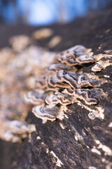 Baumpilze in Nahaufnahme