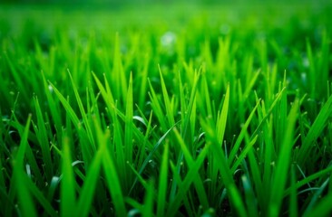 Fototapeta premium Green grass close up photo