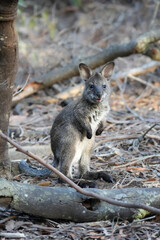 Bennett's wallaby joey with mouth open 