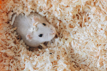 Winter white dwarf hamster hiding in wood shavings