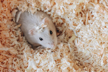 Winter white dwarf hamster hiding in wood shavings