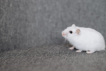 Winter white dwarf hamster exploring gray sofa