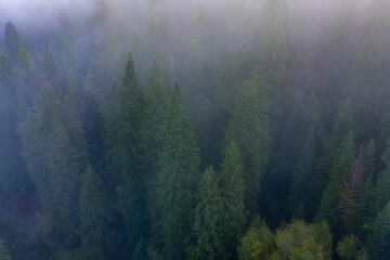 Misty forest canopy, aerial view. Dense trees shrouded in fog. Nature's tranquil beauty. , Lowell, Idaho, USA.