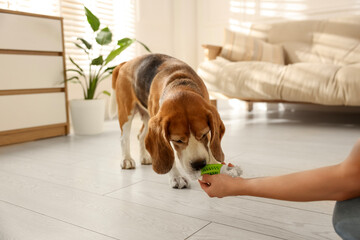 Owner giving toy to cute dog at home, closeup. Playing with pet