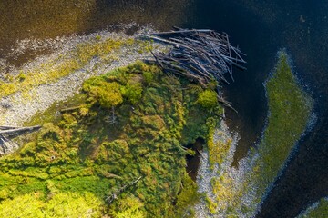 High-angle view of a beaver dam on a riverbank. Nature's engineering. Selway River, Lowell, Idaho, USA. © Zenstratus