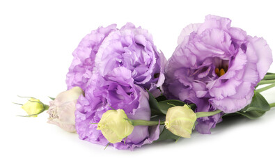 Beautiful violet eustoma flowers with green leaves isolated on white