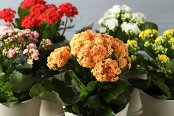 Different beautiful kalanchoe flowers in pots on gray background, closeup