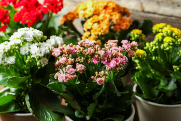 Different beautiful kalanchoe flowers in pots indoors, closeup