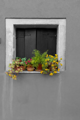 Italy, Venice. Castello district. Wall with white window and plants on window sill. Selective color.
