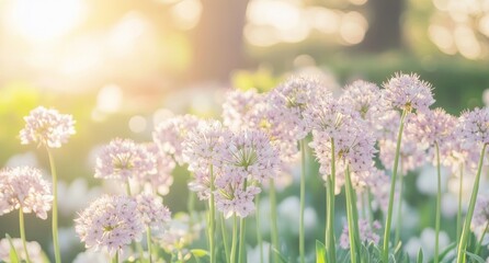 Obraz premium field of lavender