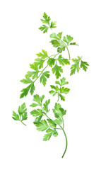 Green parsley leaves falling on white background