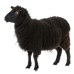 Naklejka premium A black sheep standing proudly against a white or transparent isolated background.