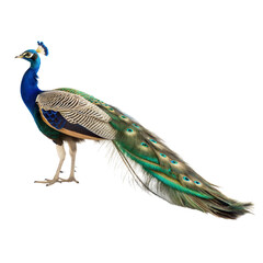 Fototapeta premium Colorful peacock standing, showcasing its majestic plumage.