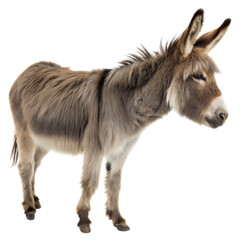 Obraz premium Donkey standing, white or transparent isolate background
