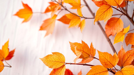 Fototapeta premium Vibrant autumn leaves on white background, seasonal beauty