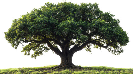 Obraz premium tree isolated on white background