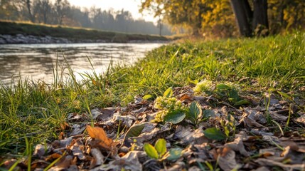 Tranquil Morning at the Riverbank in Nature