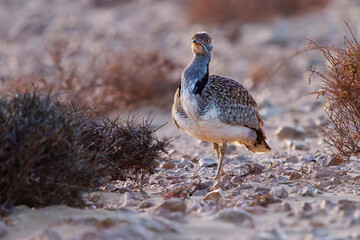 African houbara Chlamydotis undulata also Houbara bustard is relatively small bustard native to North Africa, where it lives in arid habitats, bird in the desert in Fuerteventura