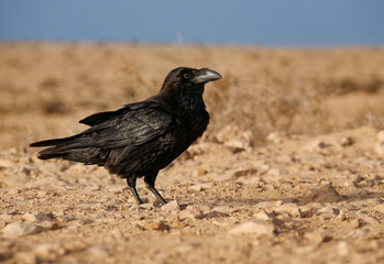 Common Raven - Corvus corax also Western raven or northern raven, large all-black passerine bird, very intelligent, flying in the sky and sitting in the desert