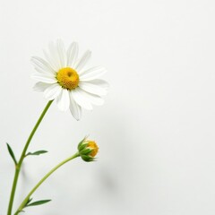 Fototapeta premium Delicate chamomile flower, pristine white background, plant, floral