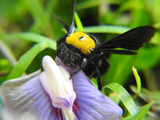 Carpenter bee on a flower