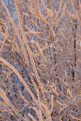frost on the branches