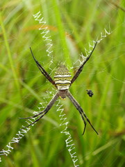 Magnificent St Andrew's Cross Spider (Argiope magnifica)