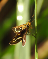 Taractrocera ardonia butterfly on a plant