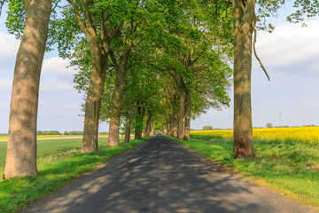 Europe, Poland, Zlocieniec (Falkenburg in German). Road in Pomerania.