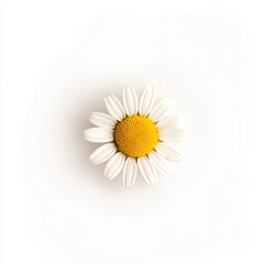 In a flat top view, a solitary white daisy flower appears against a white background, emphasizing its floral pattern as an object without distraction