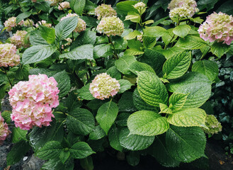 Fresh green leaves and pink flower of a hydrangea bush with rain drops. Natural background.